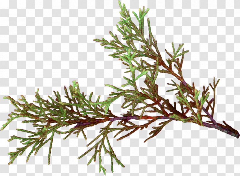Twig False Cypress Pine Plant Stem Herb - Hoja Transparent PNG