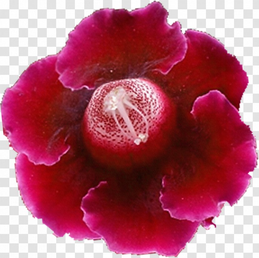 Flower Petal Clip Art - Picture Frames - Violet Transparent PNG