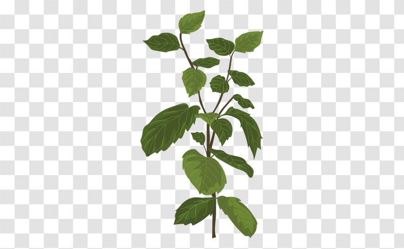 Herb Mint Thai Cuisine - Tree Transparent PNG