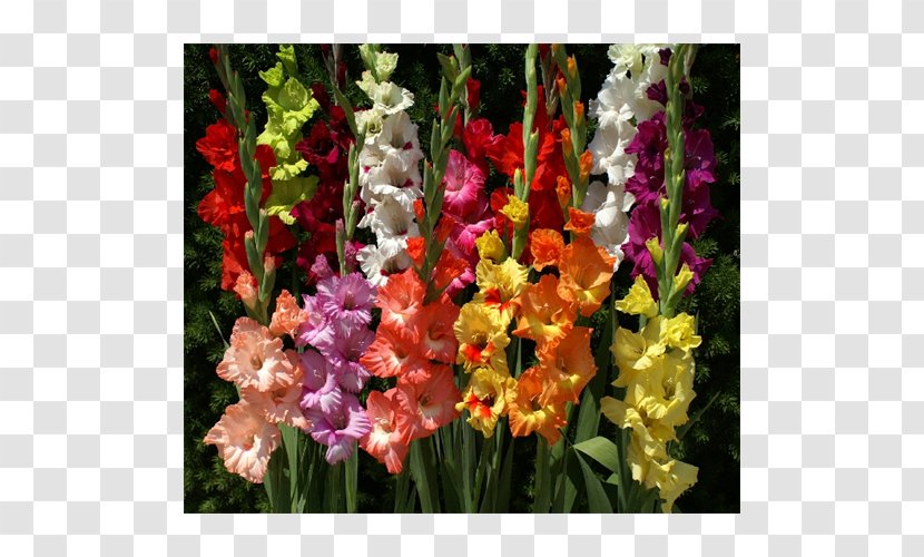 Gladiolus Cut Flowers Flowering Bulbs - Iris Family Transparent PNG