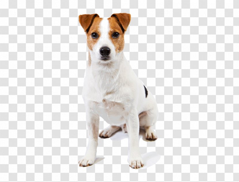 Jack Russell Terrier Parson Smooth Fox Great Pyrenees - Carnivoran - Chihuahua Transparent PNG