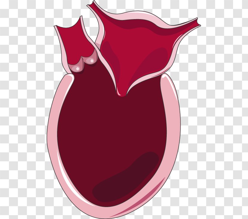 Diastolic Heart Failure Systole Diastole Artery - Circulatory System Transparent PNG