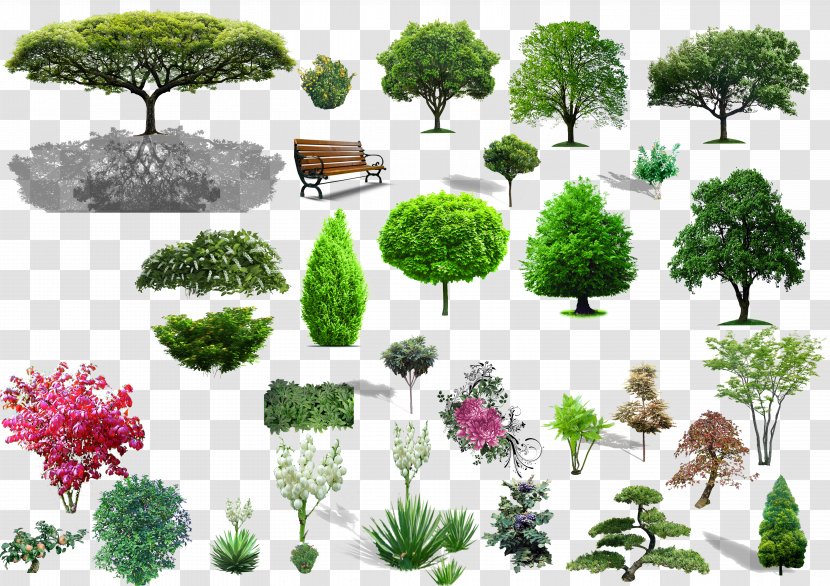 Tree Shrub Landscape - Grass - Plant Material Transparent PNG