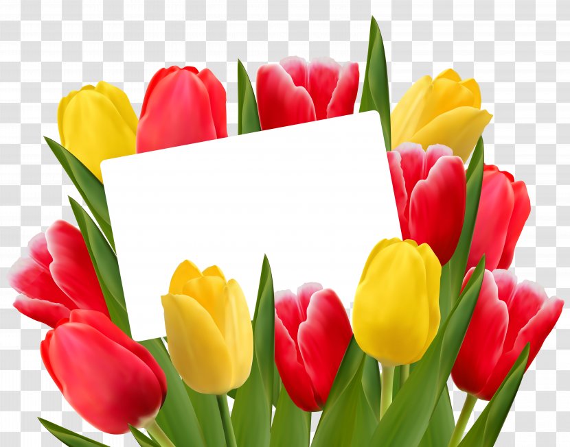 Tulipa Gesneriana Flower Clip Art - Tulip - Yellow Cliparts Transparent PNG