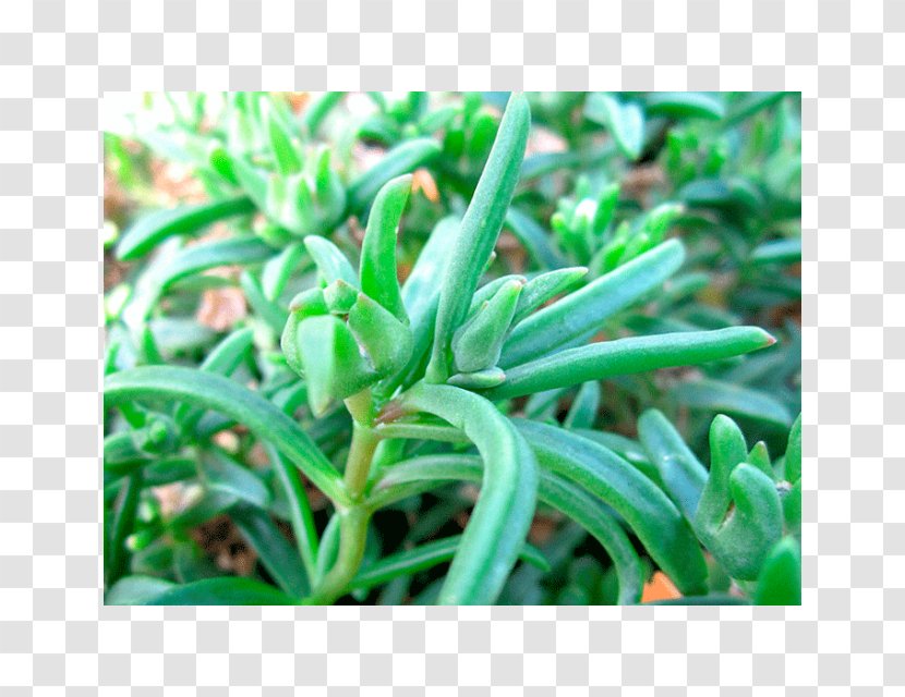 Southern Africa Hardy Iceplant Succulent Plant Herb Seed - Delosperma Cooperi Transparent PNG