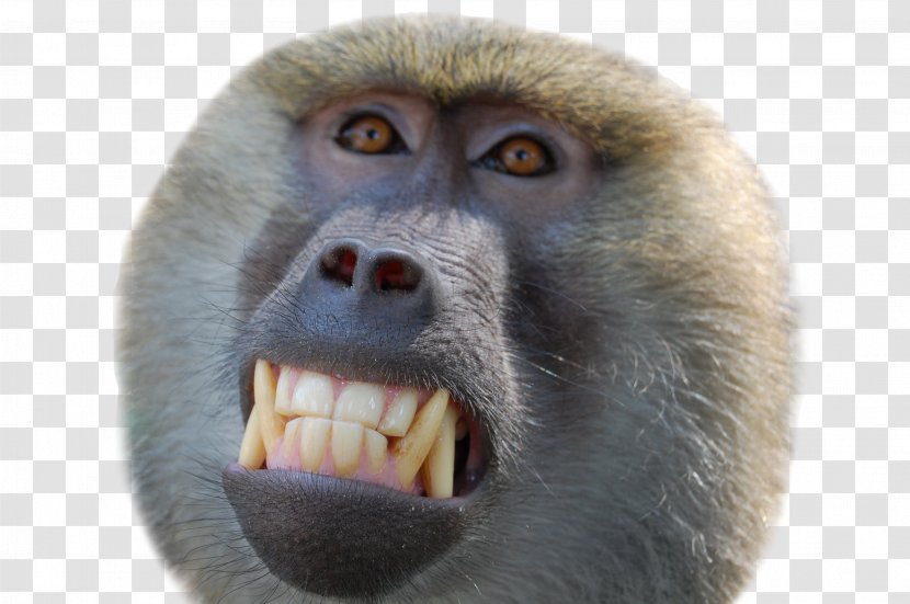 Primate Mandrill Monkey Macaque Cercopithecidae - Fauna Transparent PNG