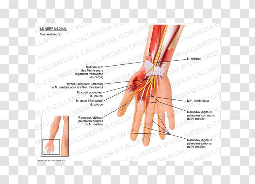 Thumb Median Nerve Anatomy Hand - Cartoon Transparent PNG