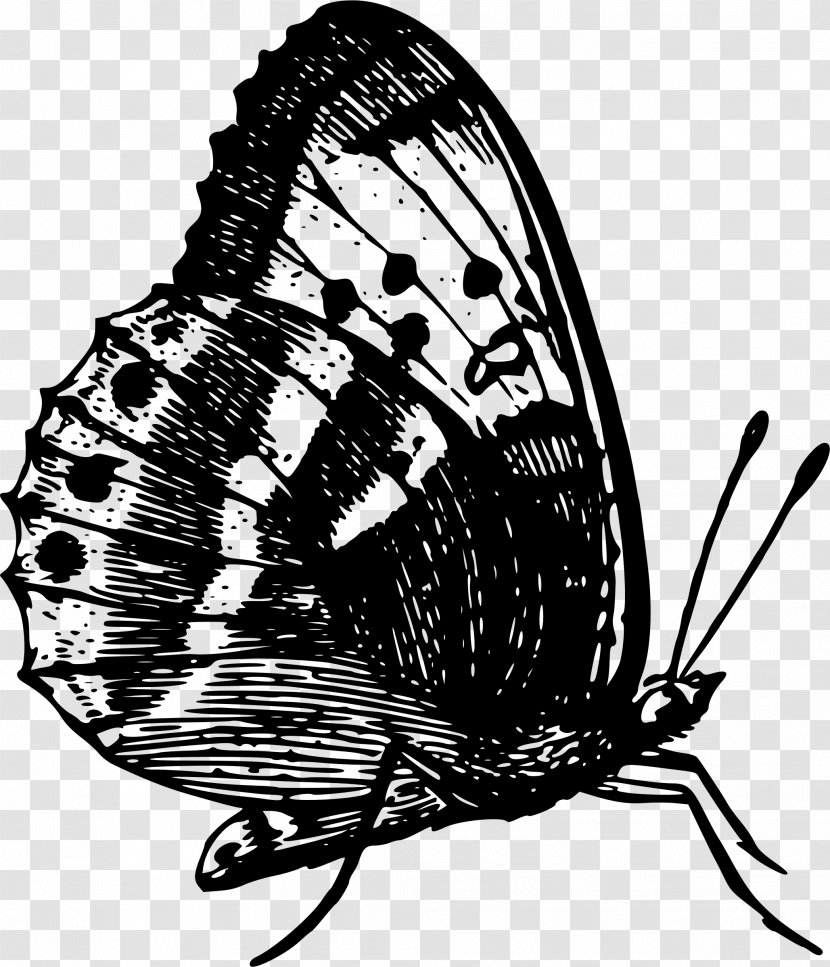 Monarch Butterfly Insect Brush-footed Butterflies - Black And White Transparent PNG