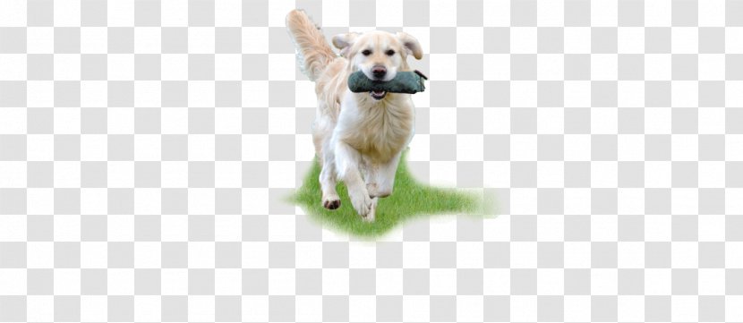 Golden Retriever Puppy Dog Breed Companion - Sporting Group Transparent PNG