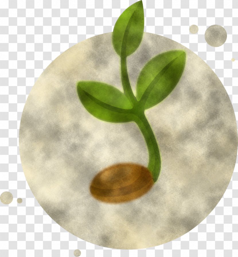 Leaf Green Plate Plant Flower - Dishware - Nepenthes Stem Transparent PNG