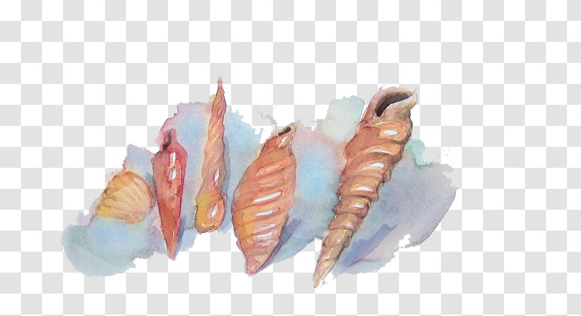 Seashell Watercolor Painting - Conch Transparent PNG