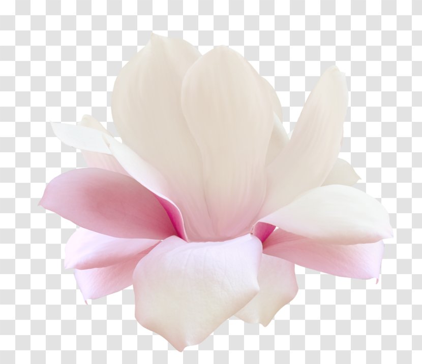 Flower Натяжна стеля Digital Image Petal Transparent PNG