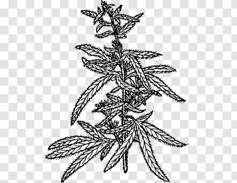 Hemp Cannabis Sativa Cannabidiol Clip Art - Plant Transparent PNG