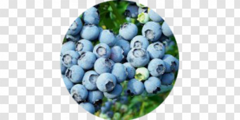 Vaccinium Corymbosum Shrub Variety Auglis Uliginosum - Blueberry Transparent PNG