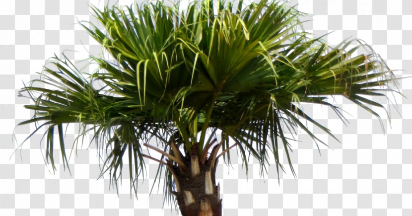 Asian Palmyra Palm Livistona Chinensis Arecaceae Babassu Tree - Houseplant - Chinese Plant Transparent PNG