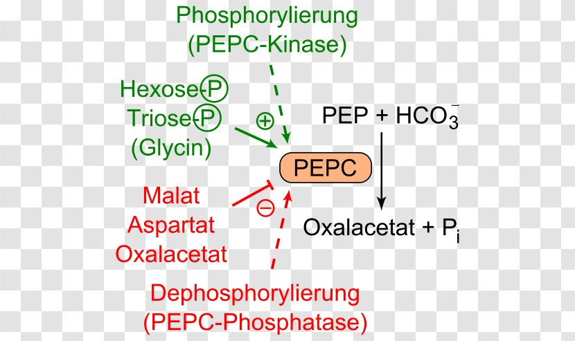 Phosphoenolpyruvate Carboxylase Oxaloacetic Acid Aspartic Glucose 6-phosphate - Text - Computer Font Transparent PNG