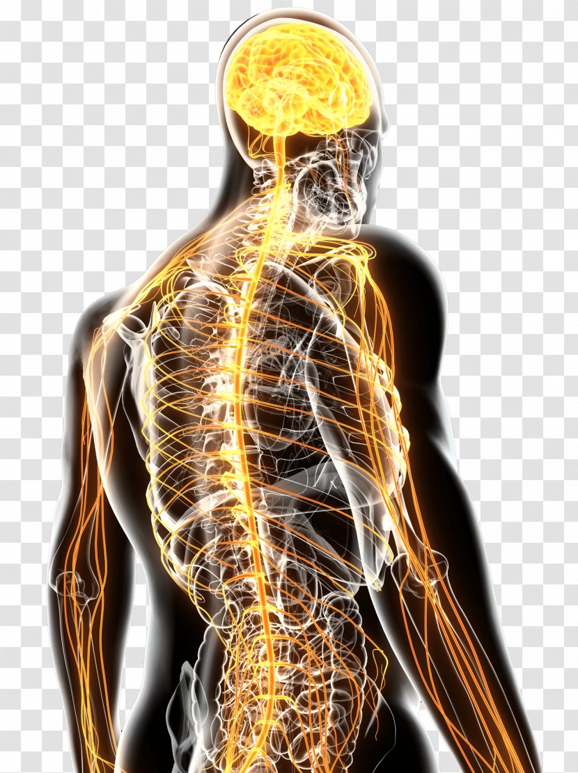 Nervous System Therapy Medicine Chiropractic Back Pain - Tree - Health Transparent PNG