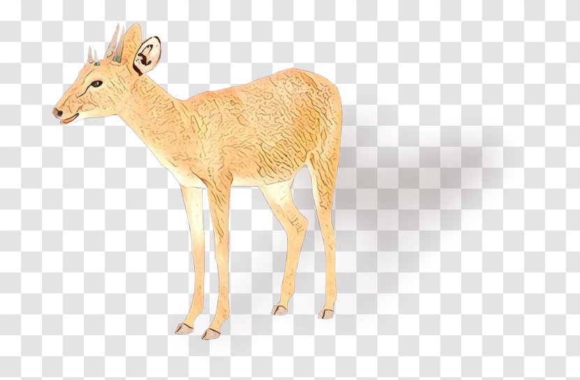 White-tailed Deer Moschus Antler Antelope - Terrestrial Animal - Wildlife Transparent PNG