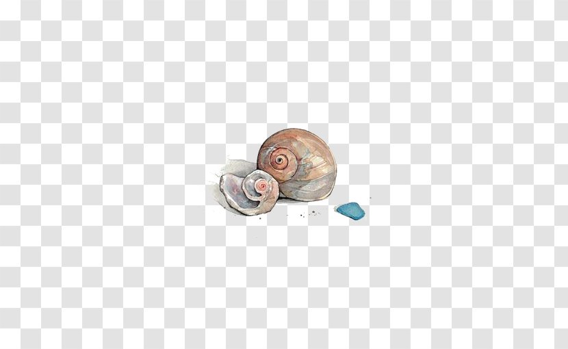 Seashell Watercolor Painting Conch - Color Transparent PNG