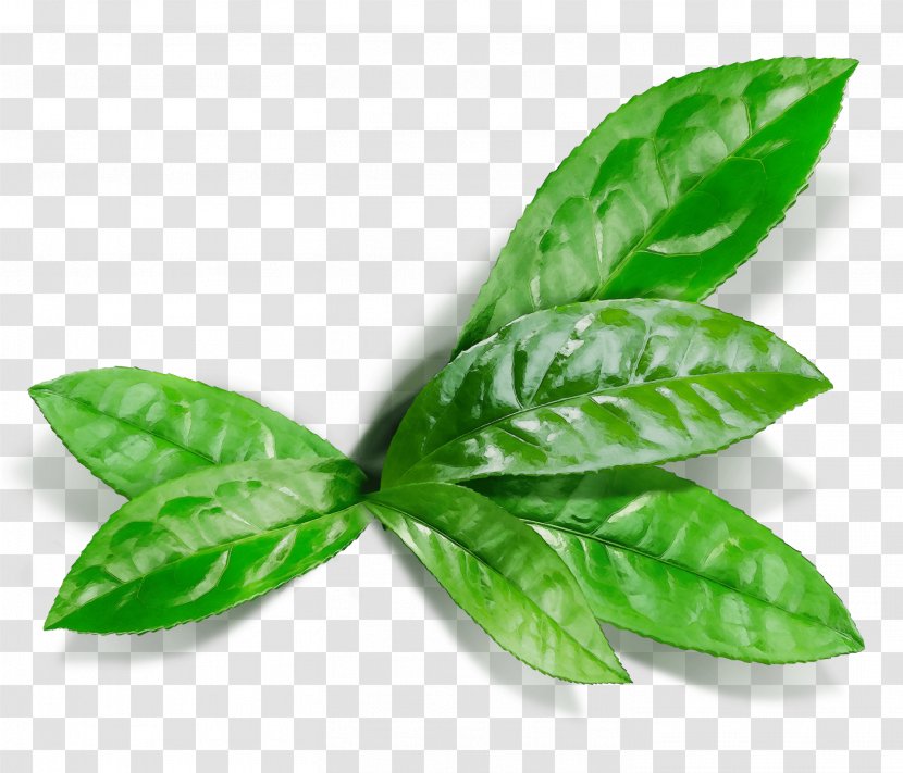 Green Leaf Watercolor - Tree - Herb Flowering Plant Transparent PNG