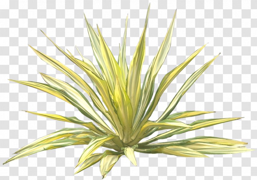 Furcraea Foetida Agave Crop Tree - Commodity - Jual Pohon Varigata Murah Transparent PNG