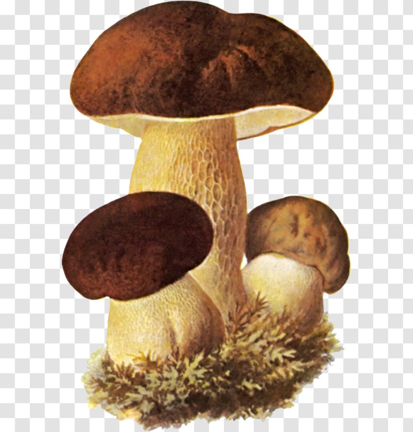 Boletus Edulis Edible Mushroom Fungus Birch Bolete Transparent PNG