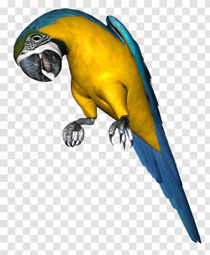 Parrot Bird Budgerigar Clip Art - Feather Transparent PNG