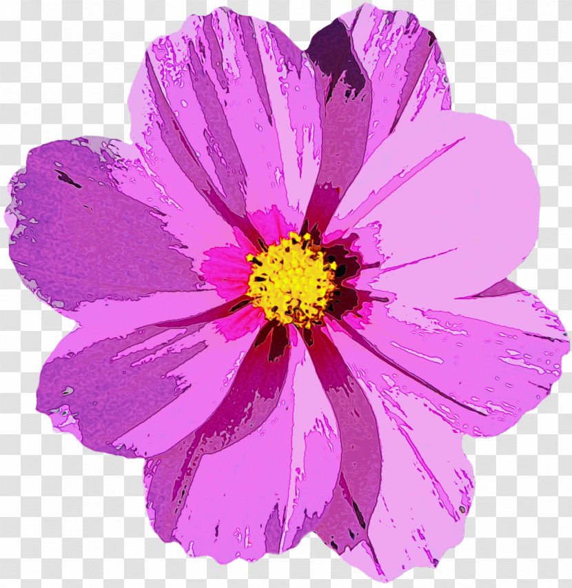 Garden Cosmos Flower Image - Bouquet - Aster Transparent PNG