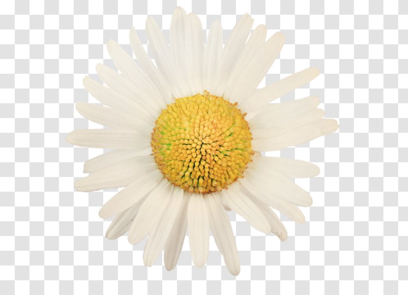Common Daisy Shasta Photography - Flower - Camomile Transparent PNG