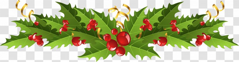 Clip Art Mistletoe Image Leaf - Fir Transparent PNG