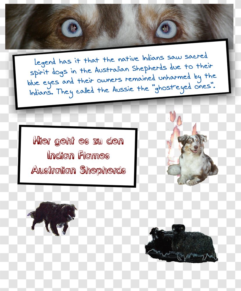 Australian Shepherd Miniature American German Dog Breed - Photo Caption - Blue Merle Transparent PNG