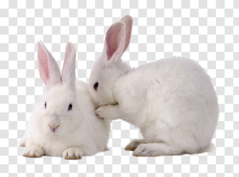 Domestic Rabbit Easter Bunny Cruelty-free Hare European - Snout Transparent PNG