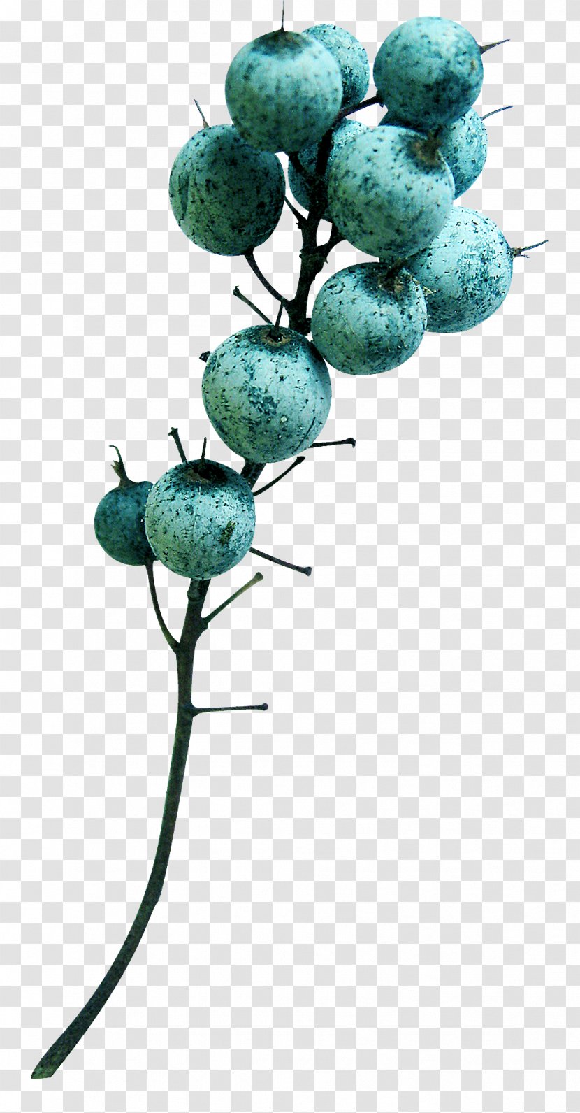 Turquoise Fruit Branching - Branch Transparent PNG