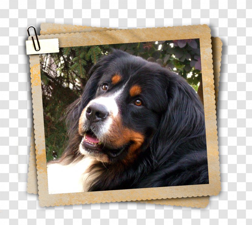 Dog Breed Bernese Mountain Greater Swiss Entlebucher Transparent PNG