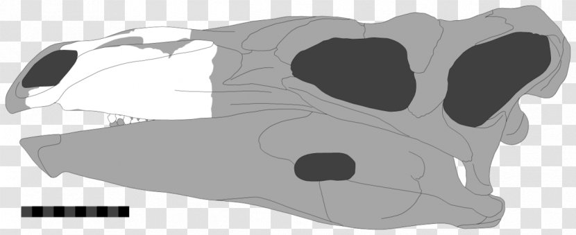 Dog Paranthodon Craniate Dinosaur Skull - Mammal Transparent PNG