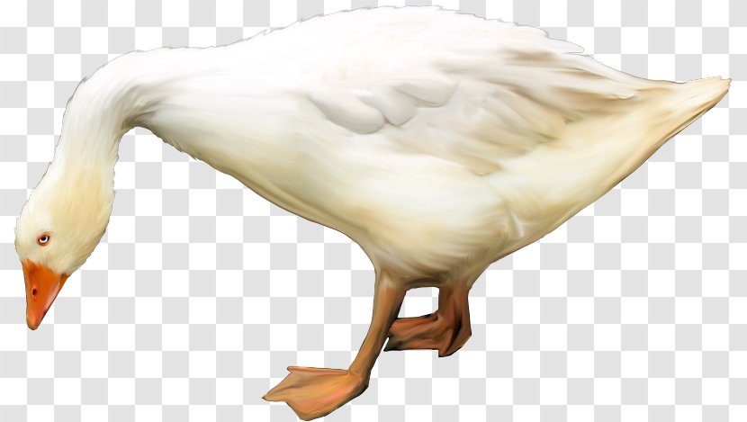 Duck Goose Bird Animal Beak - Poultry Transparent PNG