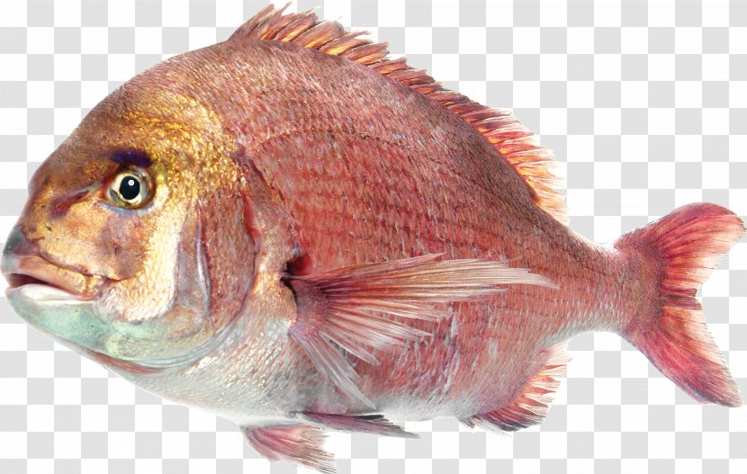 Deep Sea Fish Saltwater Clip Art - Northern Red Snapper Transparent PNG