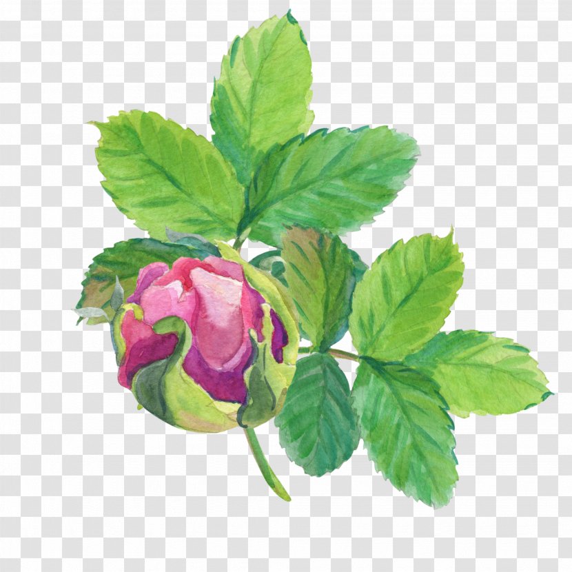 Watercolor Floral Background - Rose Hip - Herbal Mint Transparent PNG
