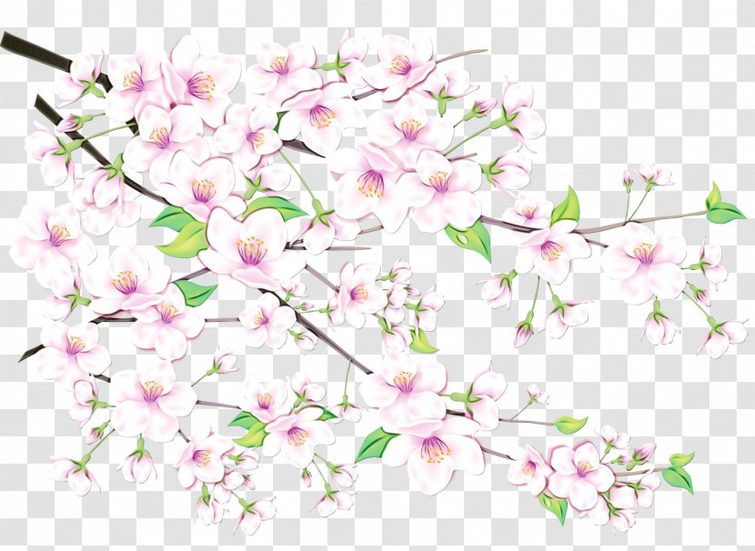 Floral Spring Flowers - Cut - Dendrobium Pedicel Transparent PNG