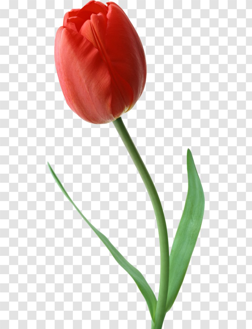 Indira Gandhi Memorial Tulip Garden Cut Flowers Rose Transparent PNG