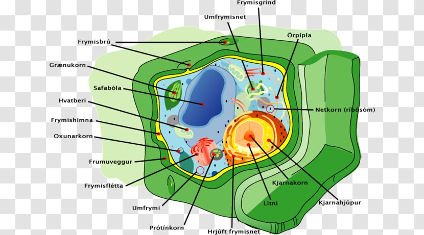 Plant Cell Cytoskeleton Membrane - Heart Transparent PNG