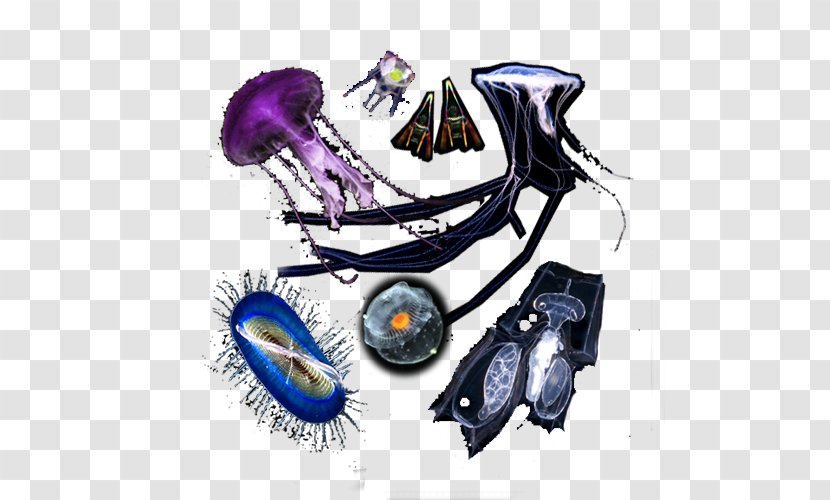 Plankton Organism Marine Biology Diatom - Television Show - French Riviera Transparent PNG