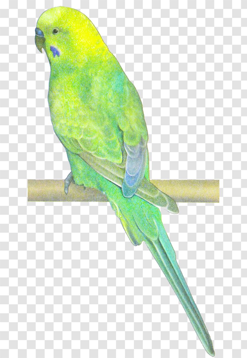 Macaw Bird Parakeet Beak Feather Transparent PNG