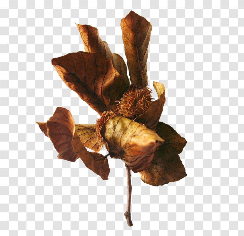 Leaf PhotoScape GIMP Blog - Autumn Transparent PNG
