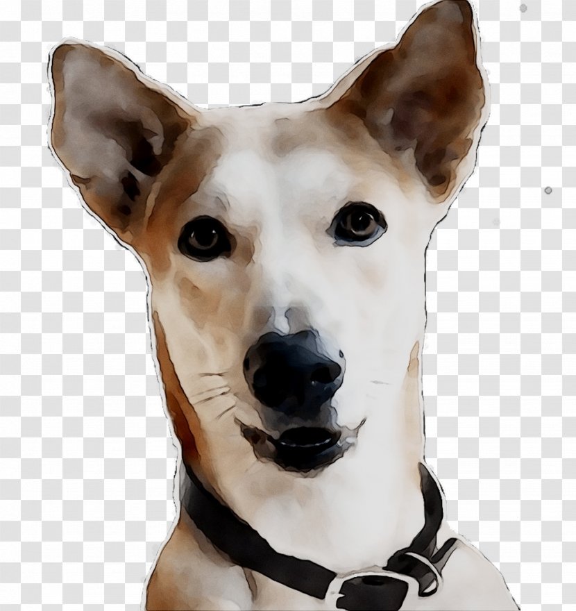 Dog Breed Canaan Whippet Companion Snout - Greyhound - Canidae Transparent PNG