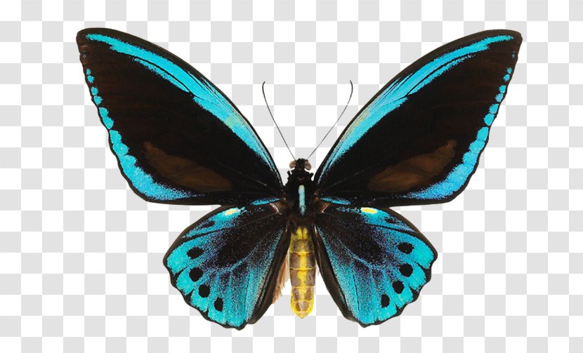 Butterfly Ornithoptera Priamus Birdwing Papua New Guinea Euphorion - Organism Transparent PNG