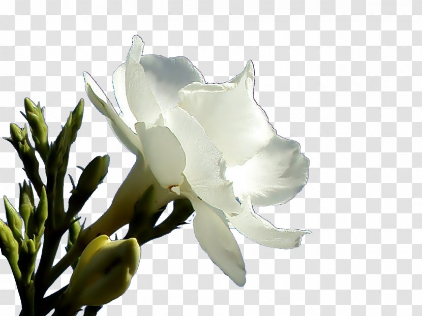 Oleander Petal Flower - Shrub Transparent PNG