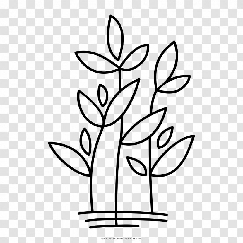 White Hill Presbyterian Church Plant Drawing Coloring Book Flora - Flower Transparent PNG