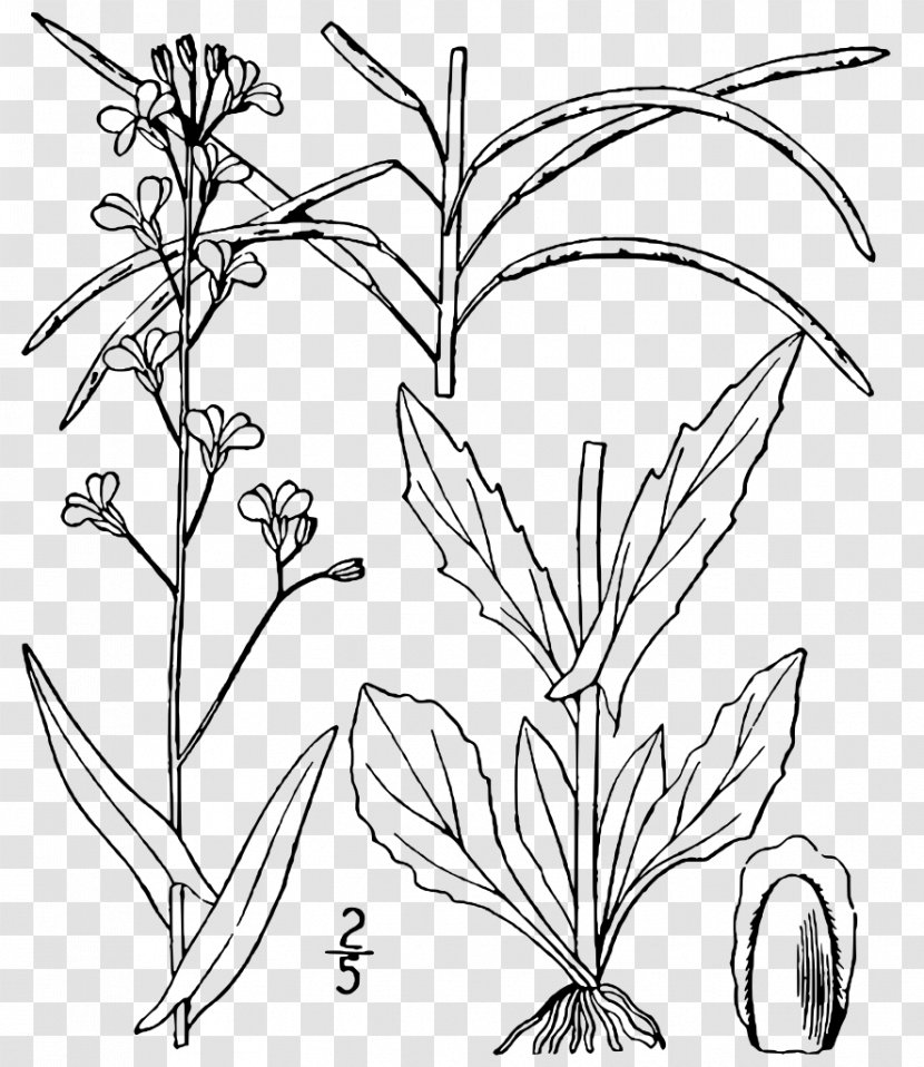 Arabis Plant Arabidopsis Boechera Laevigata Transparent PNG