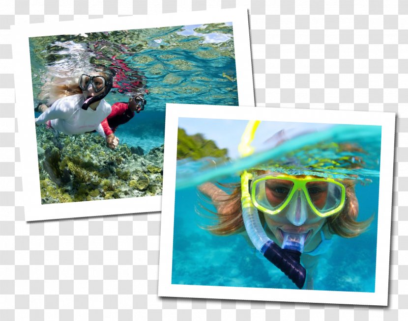 Underwater Diving Scuba Snorkeling Free-diving - Advertising - Marine Biology Transparent PNG